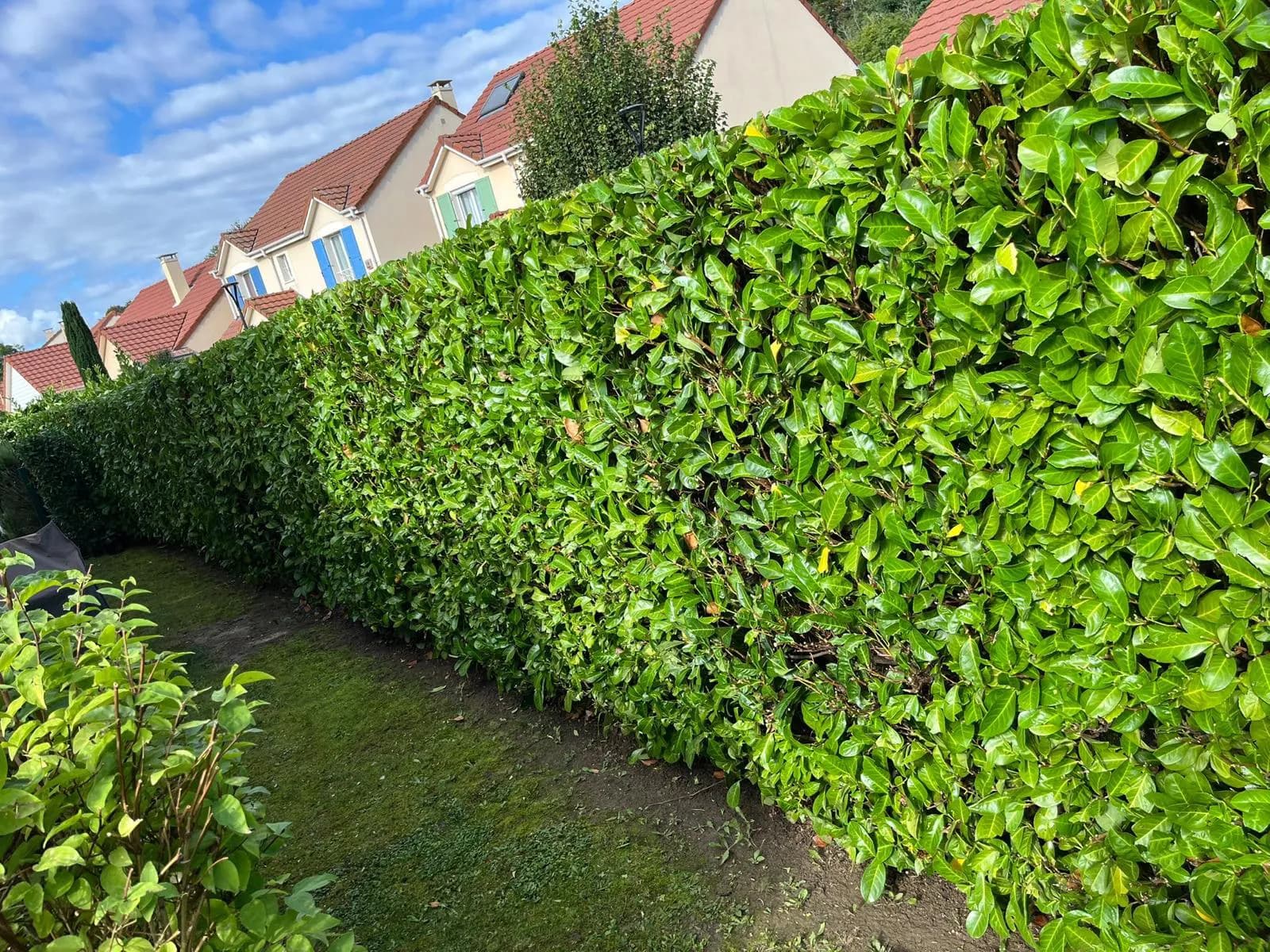 Entretien de jardin et débroussaillage d'un terrain en Essonne