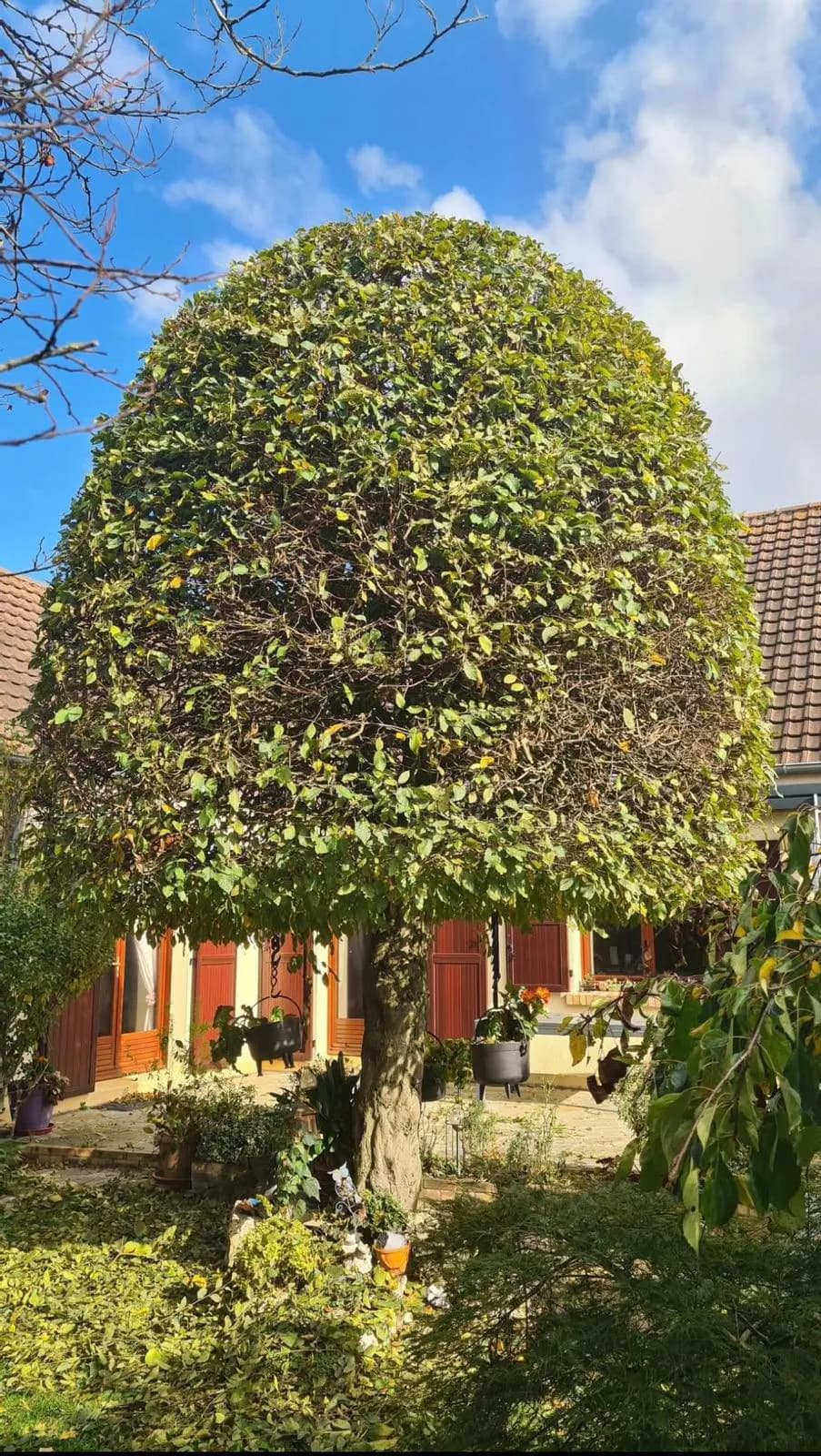 Élagueur grimpeur coupant une branche en hauteur dans un arbre