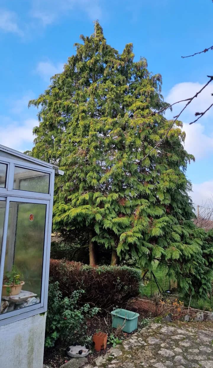 Élagage d'un grand arbre par un élagueur grimpeur